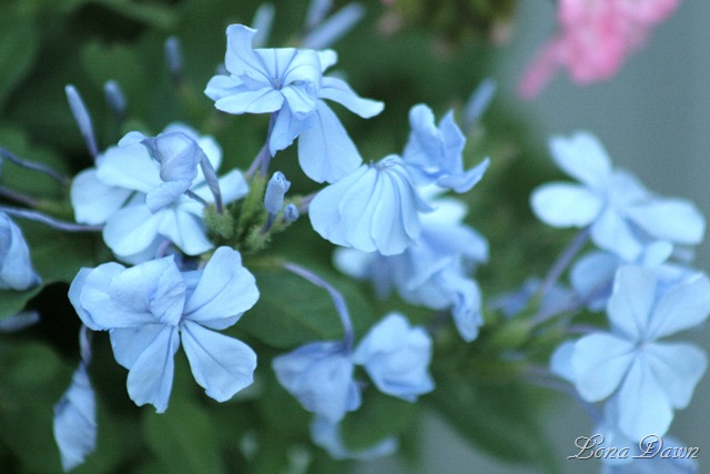 [Plumbago_EscapadeBlue_July15[6].jpg]