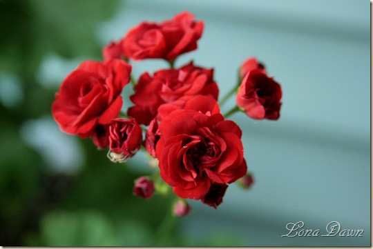 Geranium_RedRosebud