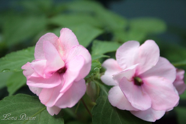 [Impatiens_DoubleOink[7].jpg]