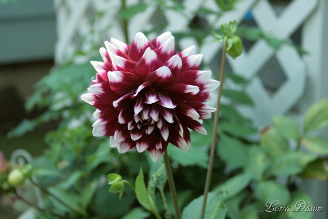 [Dahlia_Edinburgh[6].jpg]