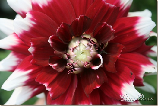 Dahlia_Edinburgh_Aug9