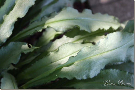 Pulmonaria_DianaClare_Leaves