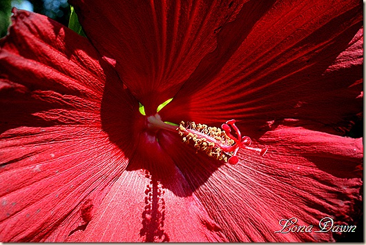 Hibiscus_LordBaltimore_Aug30