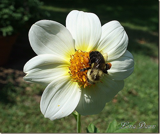BBee_Dahlia2_Aug30