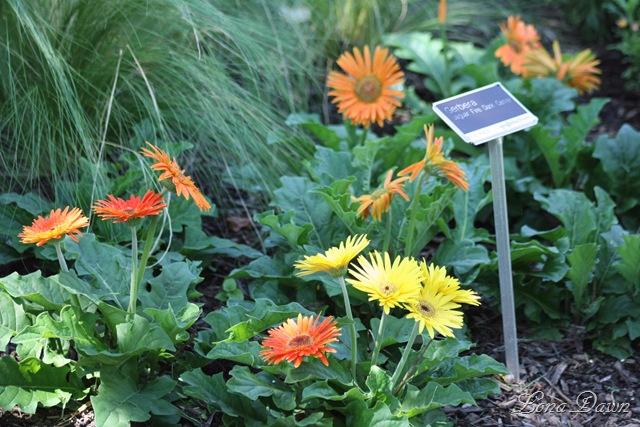 [FPC_Gerbera_Aug18[7].jpg]