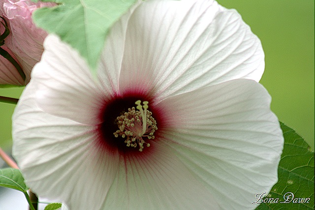 [Hibiscus_Aprils3[11].jpg]