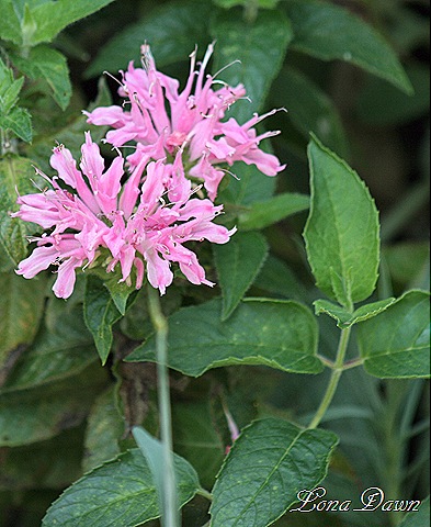 [Monarda_Petite_Aug8[7].jpg]