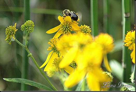 CC_GreenHeadedConeflower2_Bee