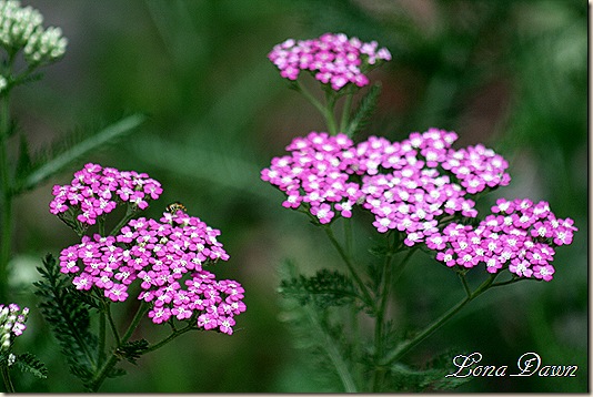 Achillea_RNelson_June5