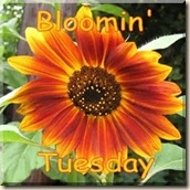 BloomingTuesday_Button