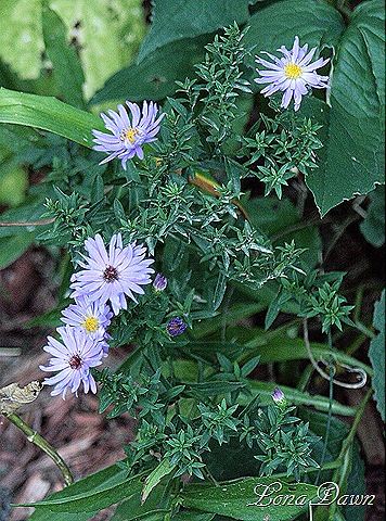 [Blue_Asters[7].jpg]