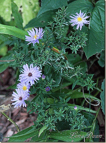 Blue_Asters