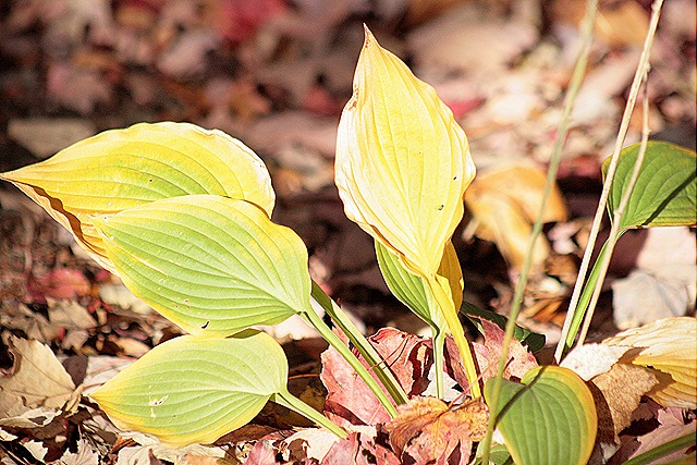 [Morning_FallHosta[4].jpg]
