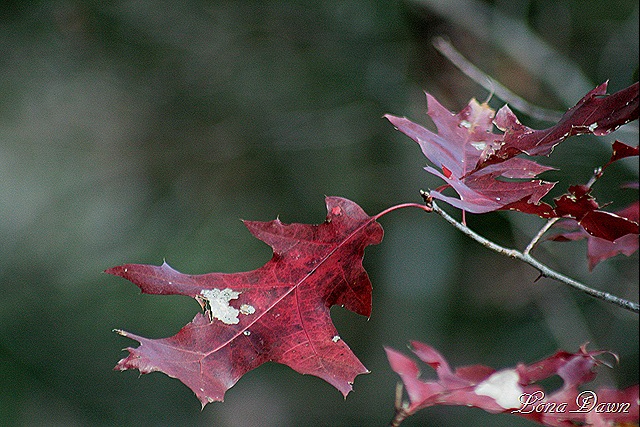 [Fall_Oaks[8].jpg]
