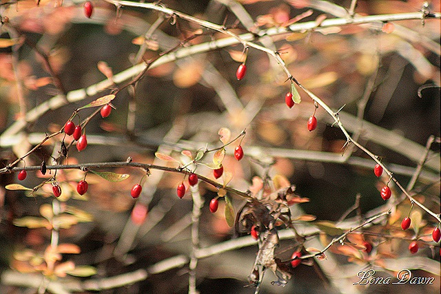 [Fall_Berries[9].jpg]