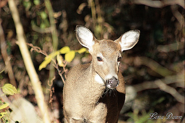 [Fall_Doe[8].jpg]