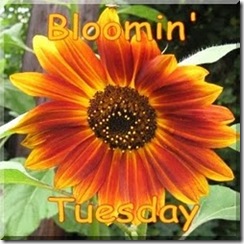 BloomingTuesday_Button