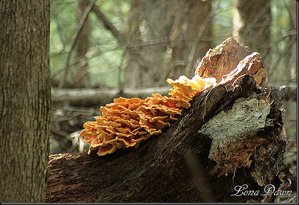 Log_mushrooms