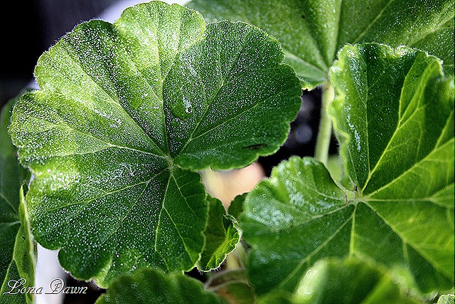 [Frosty_Geranium[10].jpg]