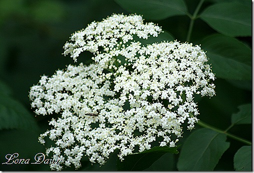 ElderBerry_Bloom