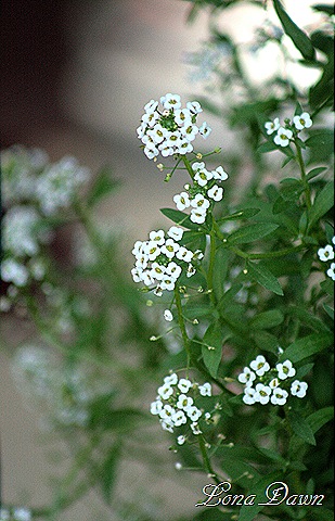 [Alyssum_White_Fall[7].jpg]