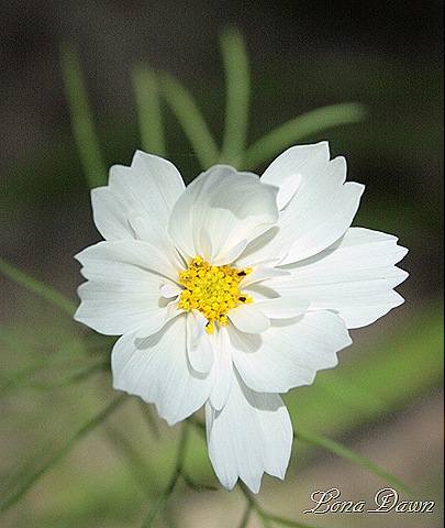 [Cosmos2_White[7].jpg]