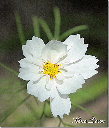 Cosmos2_White