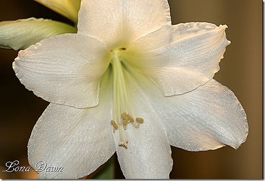 Amaryllis_White6
