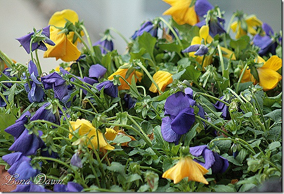 Violas_Dec2