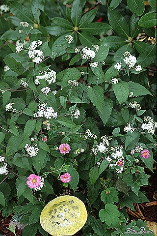 [Anemone_JPye2[8].jpg]