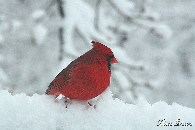 [Cardinal3_Feb6[7].jpg]