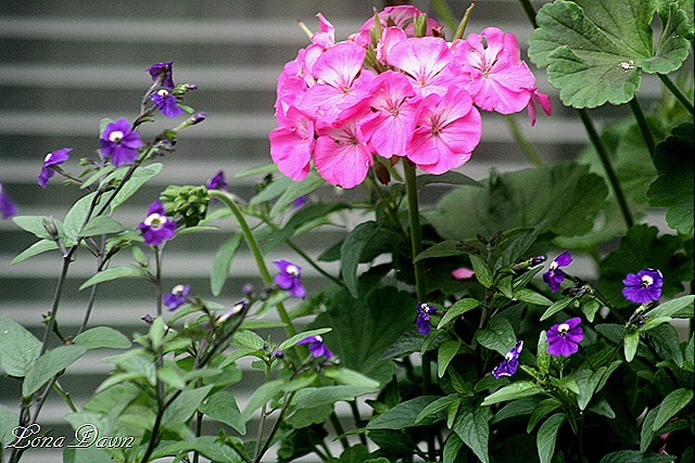 [Windowbox_Sept[9].jpg]