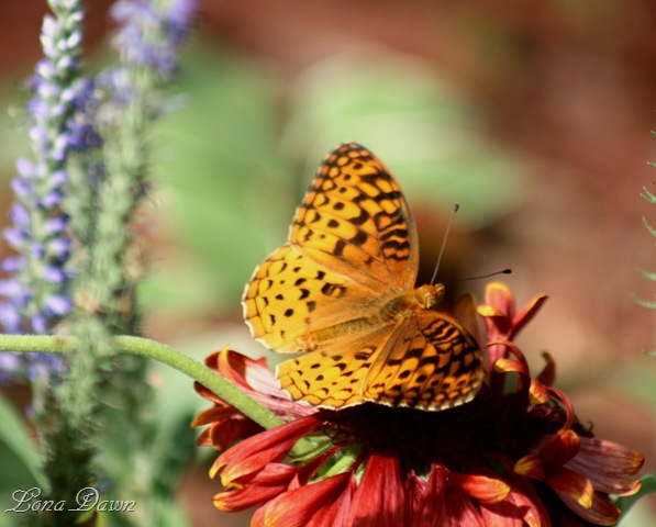 [Floral_Wings[10].jpg]