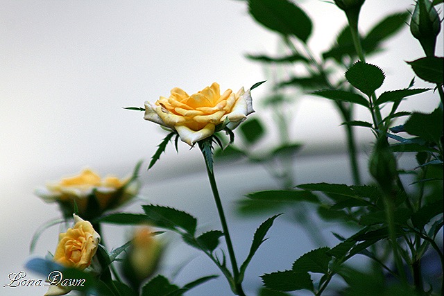 [MRoses2_Sept3[10].jpg]