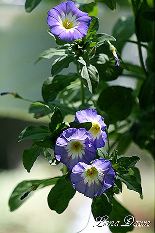 [MorningGloryBush_Blue[8].jpg]