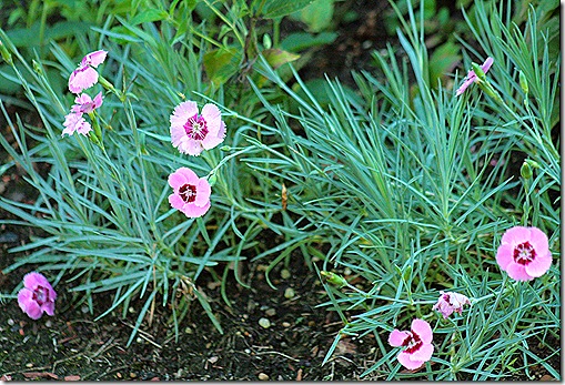 Dianthus_AntiqueRose_July15