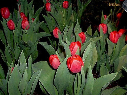[HGShow_2009_Tulips7.jpg]