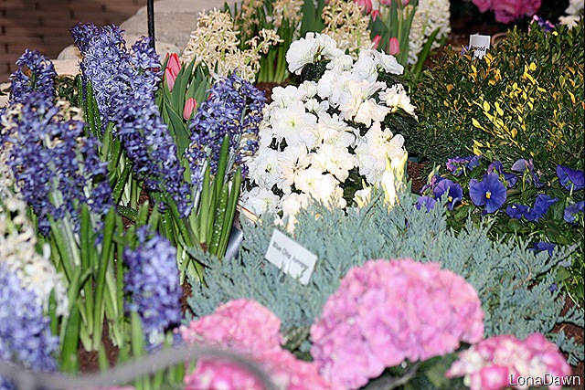 [CGS_SpringBlooms6.jpg]