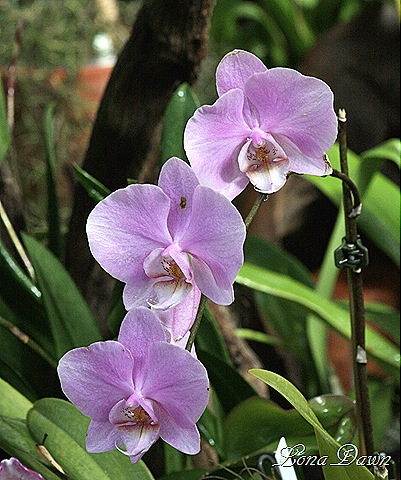 [FPC_Orchids[8].jpg]