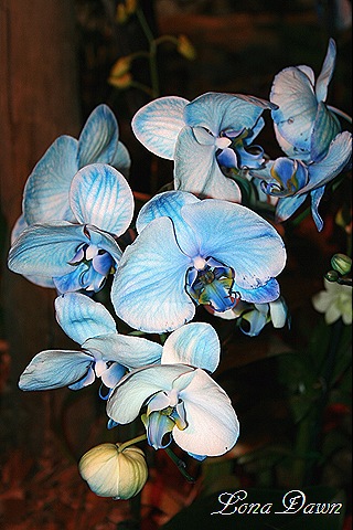 [HGS_Orchid_BluePhalaenopsis48.jpg]