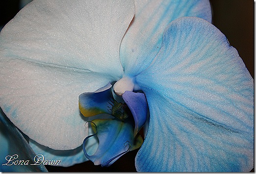 HGS_Orchid_BluePhalaenopsis (2)