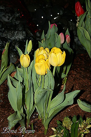 [HGS_Tulips_Yellow8.jpg]