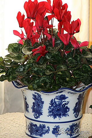 [Cyclamen3_Red[8].jpg]