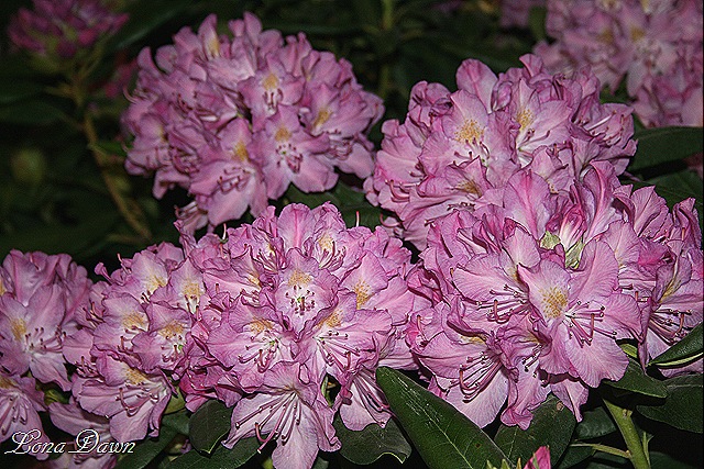 [HGS_Rhoddy_Pink[8].jpg]