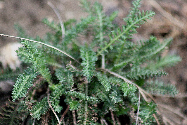[Achillea_Growth_2011[5].jpg]