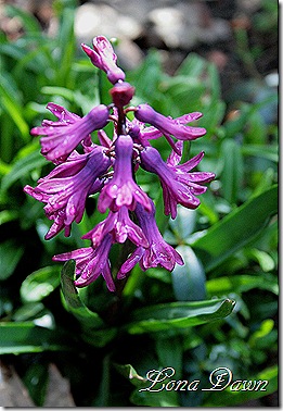 Hyacinth2_Purple