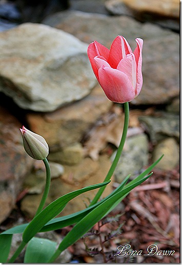 Tulip_Pinkstripe