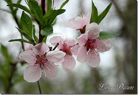 PeachBlossoms