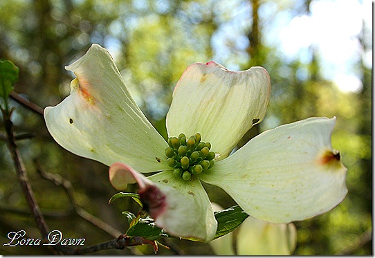 OMC_Dogwood4