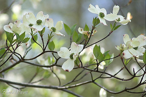 Flowering+dogwood+berries